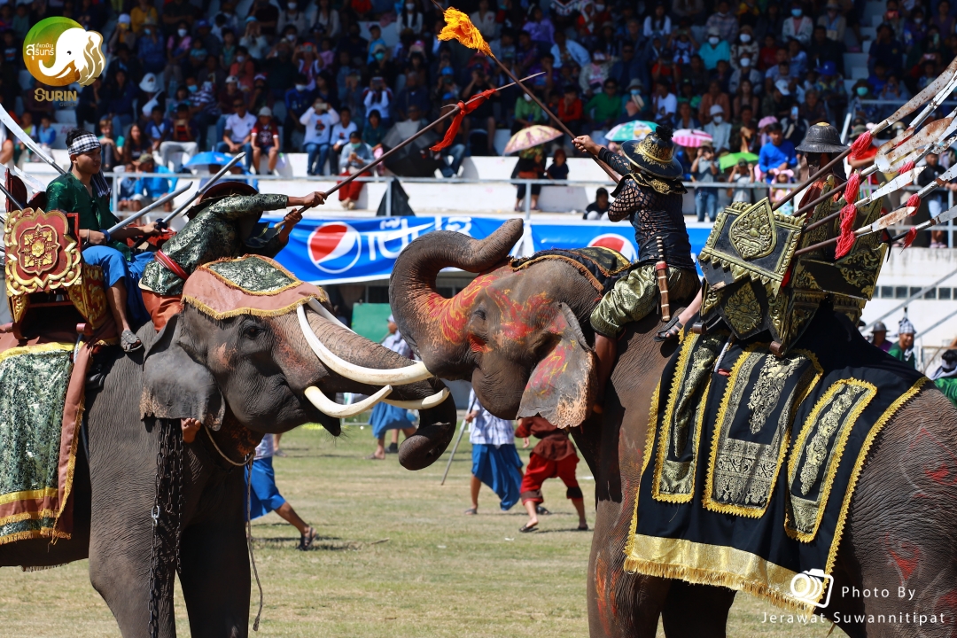 Surin Elephant Festival