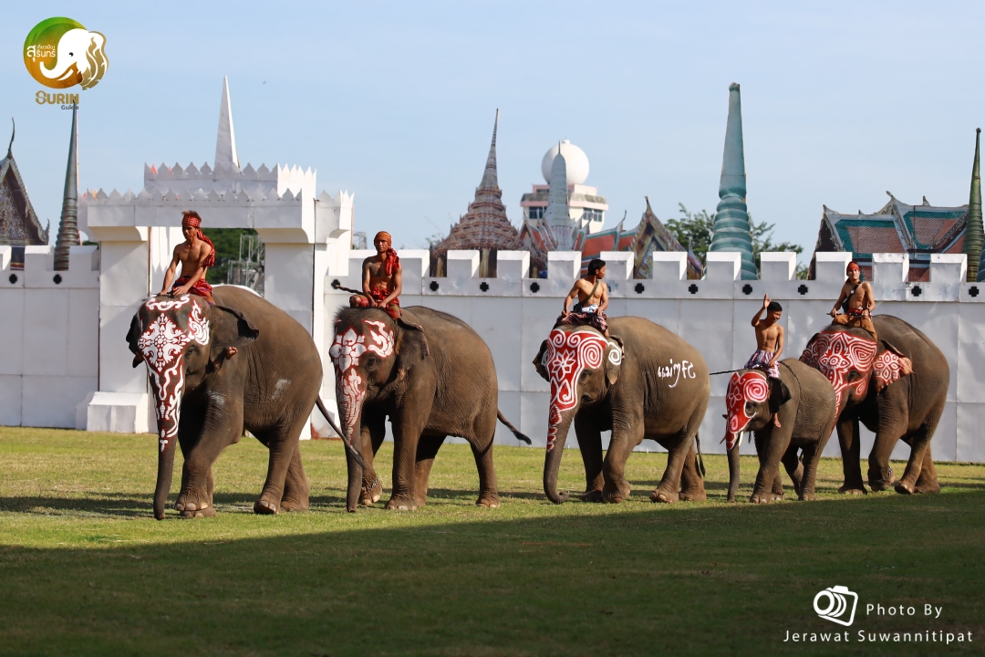 Surin Elephant Festival